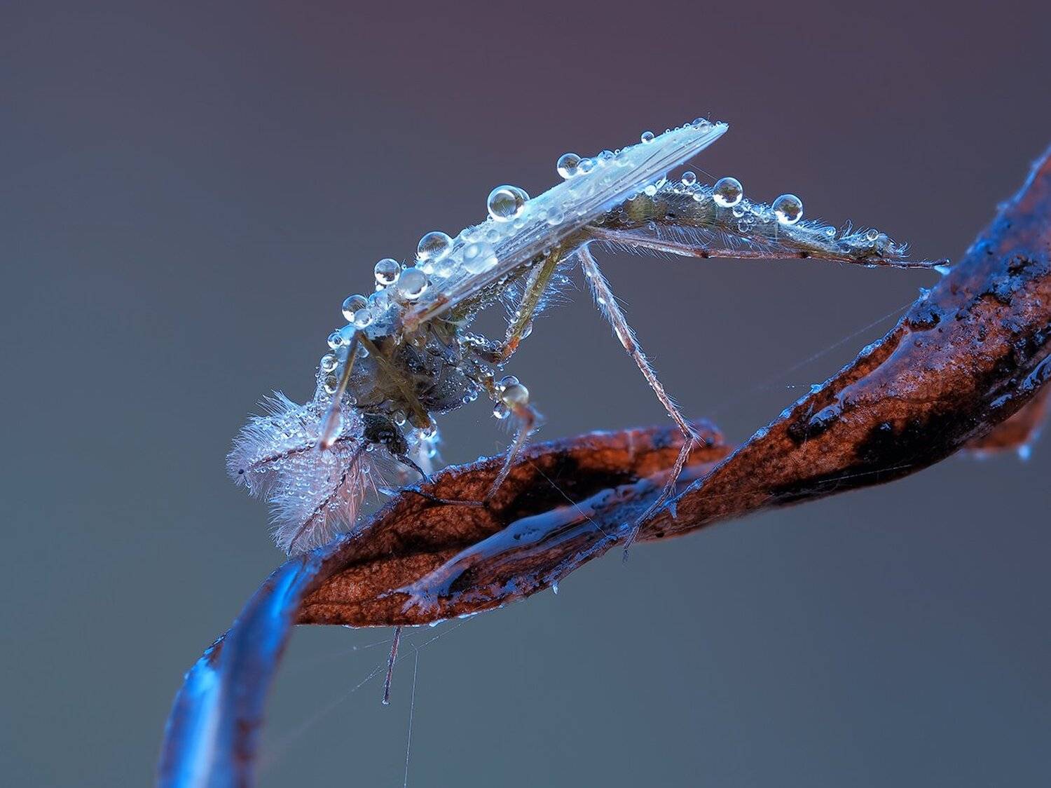 macro,макро, Евгений Лукашук