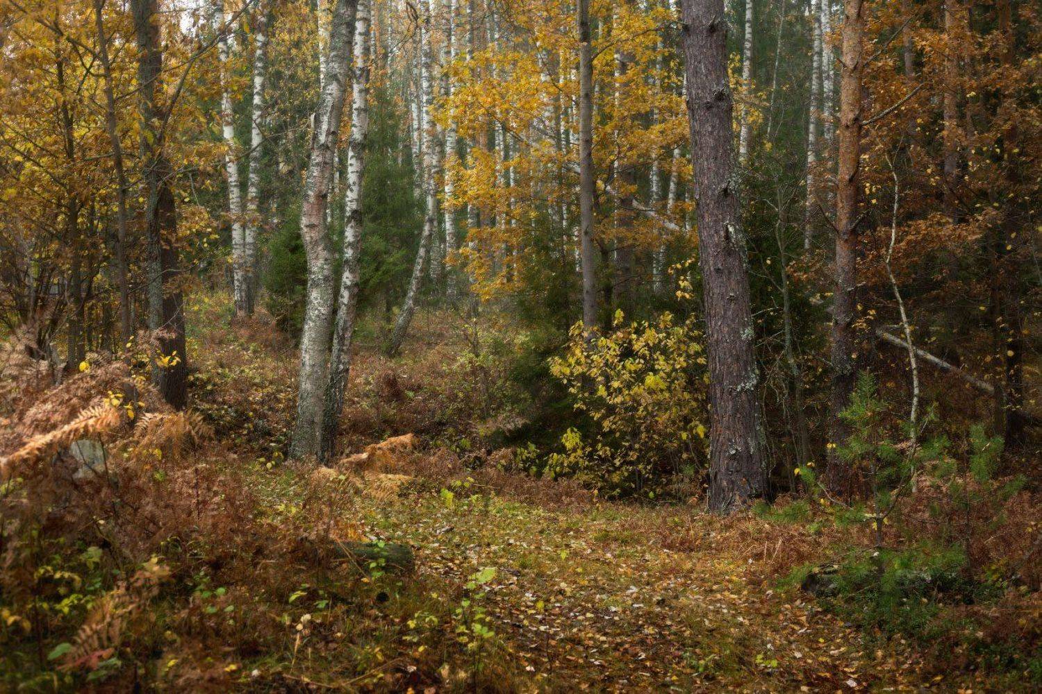 лес осень краски, Дмитрий Алексеев