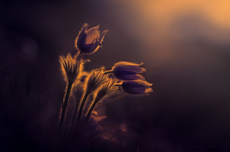 pulsatilla grandis ,pasque,zanfoar,czech republic,macro,чехия pulsatilla grandis IV. фото превью