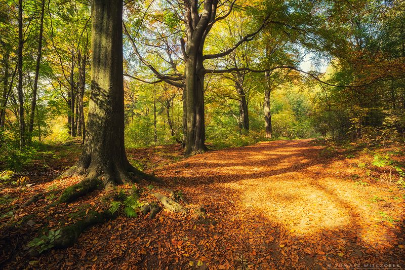 autumn, poland, silesia, forest, colours, brown, yellow, red, green, landscape, beautiful, awesome, amazing, explore Color explosion фото превью
