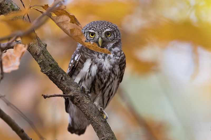 Нежданный  гость фото превью