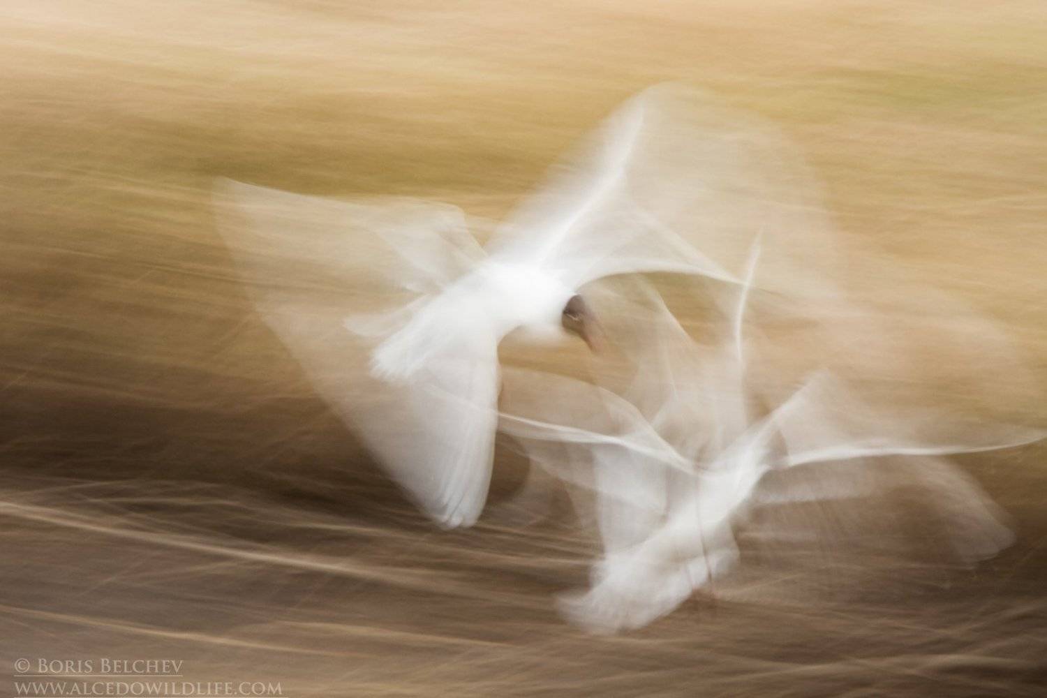 , Борис Белчев