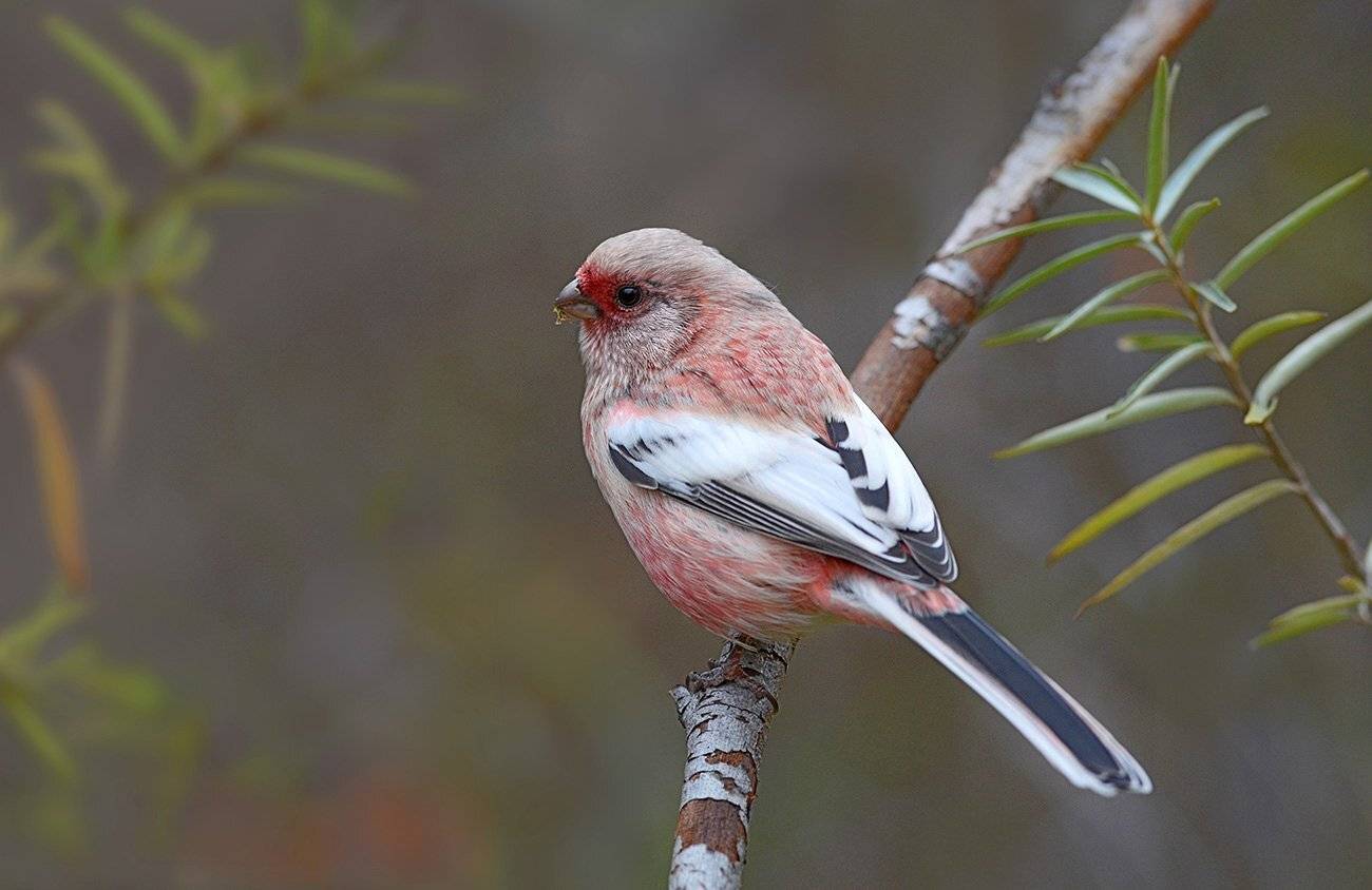 урагус,длиннохвостый снегирь,самец,осень,кусты, Иван