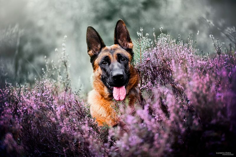 собака, природа, вереск, лес Нежность фото превью