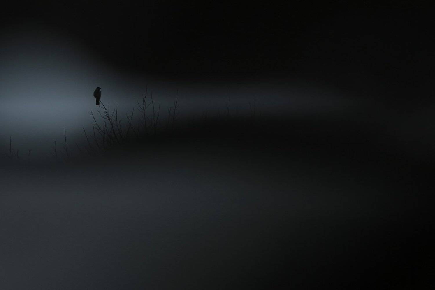 bird,wildlife,nature,landscape,tree,scene,crow,birds,wild,beauty,winter,garden,amazing,scenery, Piotr G&oacute;rny