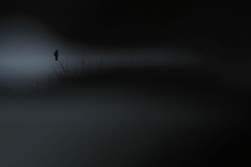 bird,wildlife,nature,landscape,tree,scene,crow,birds,wild,beauty,winter,garden,amazing,scenery The Land of Darkness фото превью