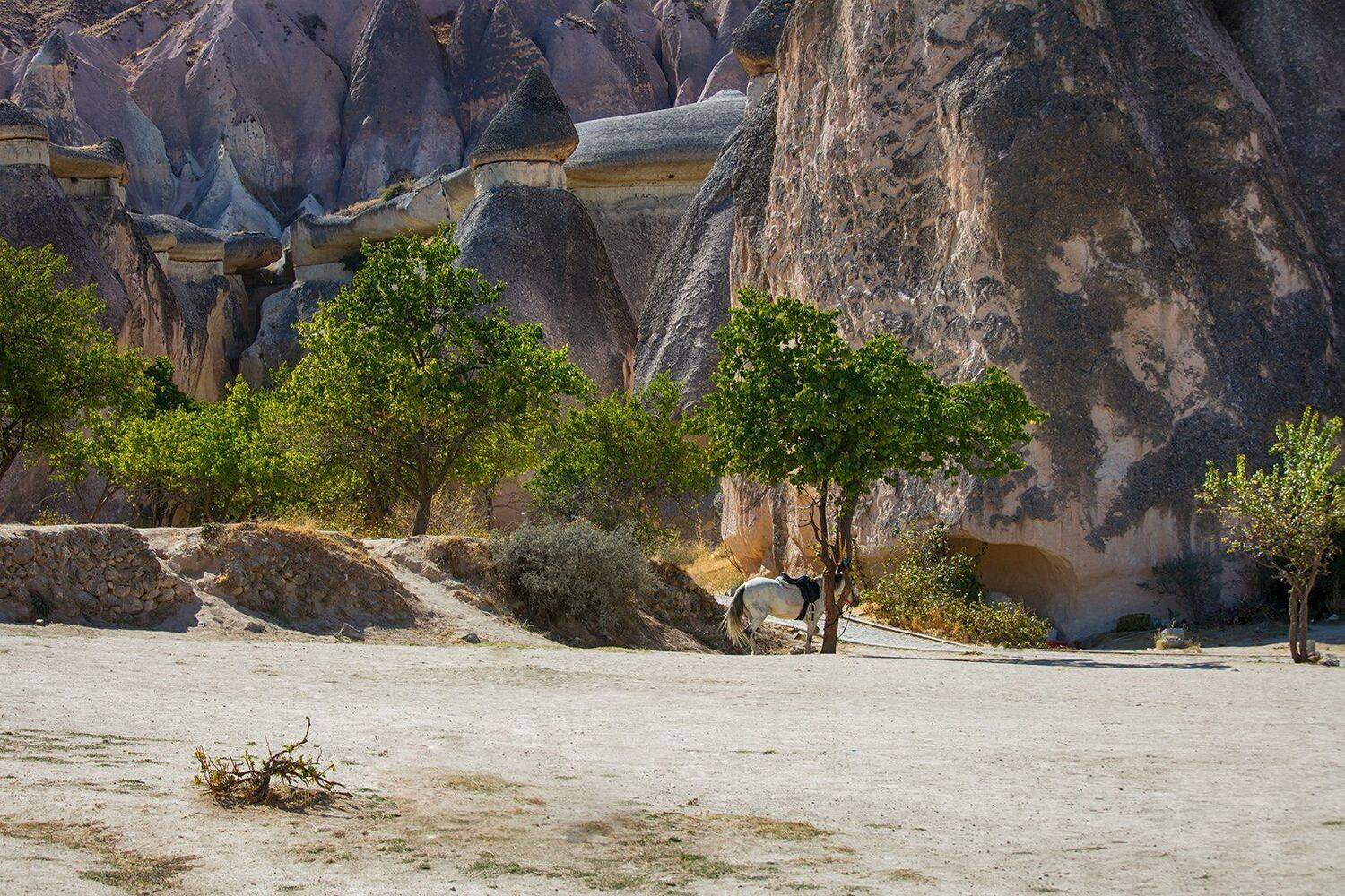 , Игорь Дубровский