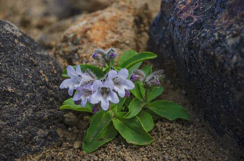 Тяга к жизни