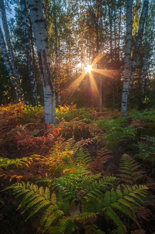 Осенний ковёр фото превью