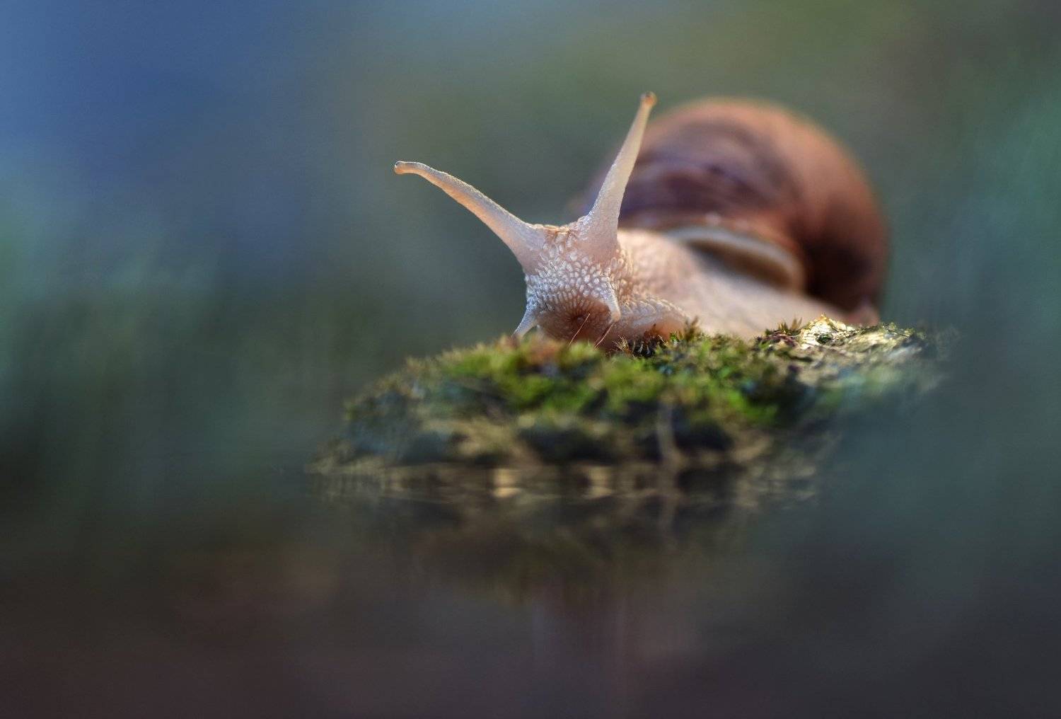 , Макеев Алексей