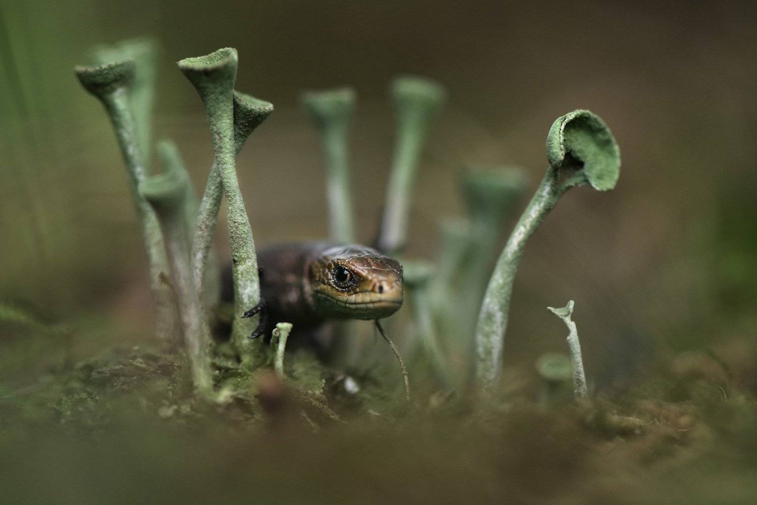 , Макеев Алексей