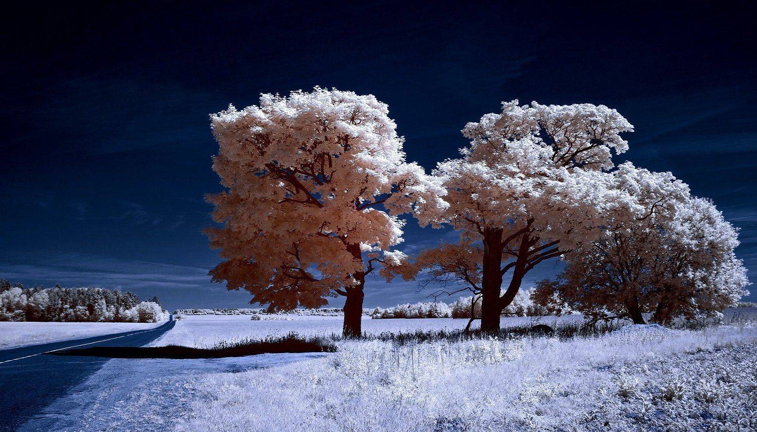 infrared,ик-фото,инфракрасное фото,инфракрасная фотография,пейзаж,природа,беларусь,лето, Sixten ( Сергей )