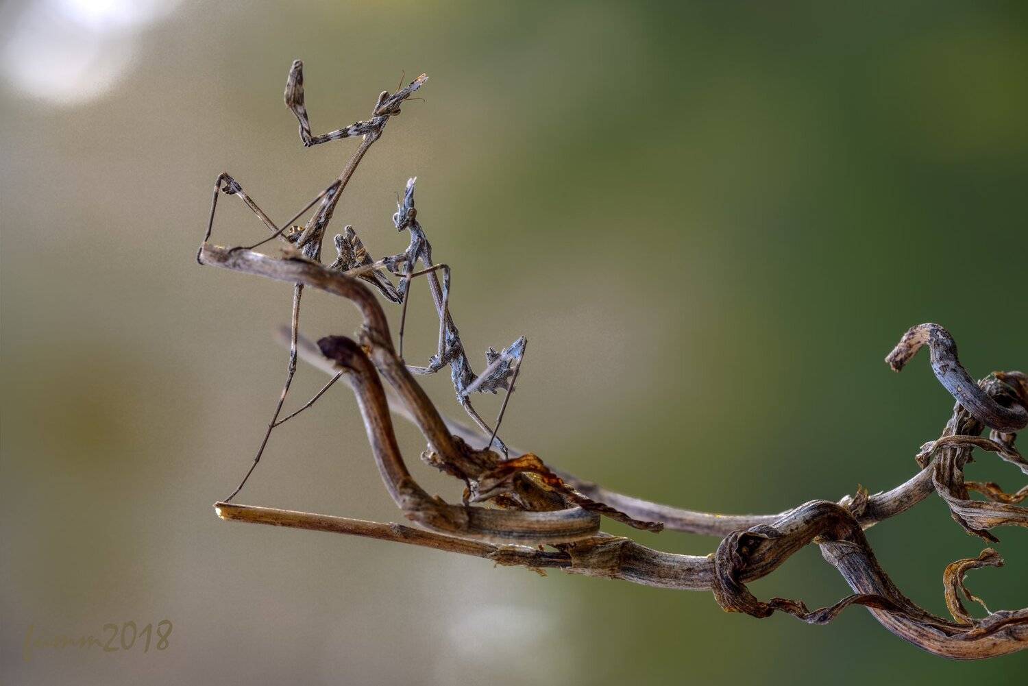 , Игорь ФУММ