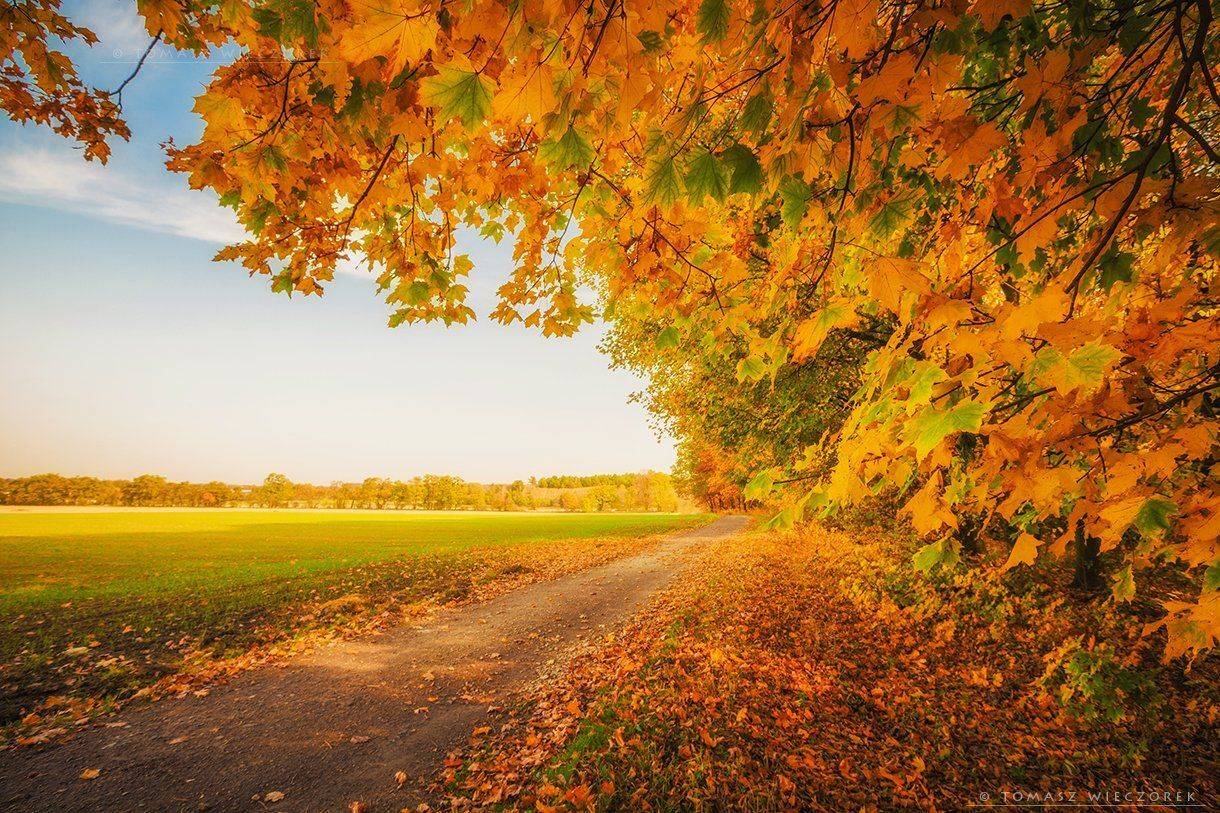 autumn, colours, landscape, explosion, brown, poland, yellow, red, green, yellow, morning, sunrise, sunset, awesome, amazing, Tomasz Wieczorek