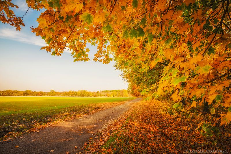 autumn, colours, landscape, explosion, brown, poland, yellow, red, green, yellow, morning, sunrise, sunset, awesome, amazing Autumn morning фото превью
