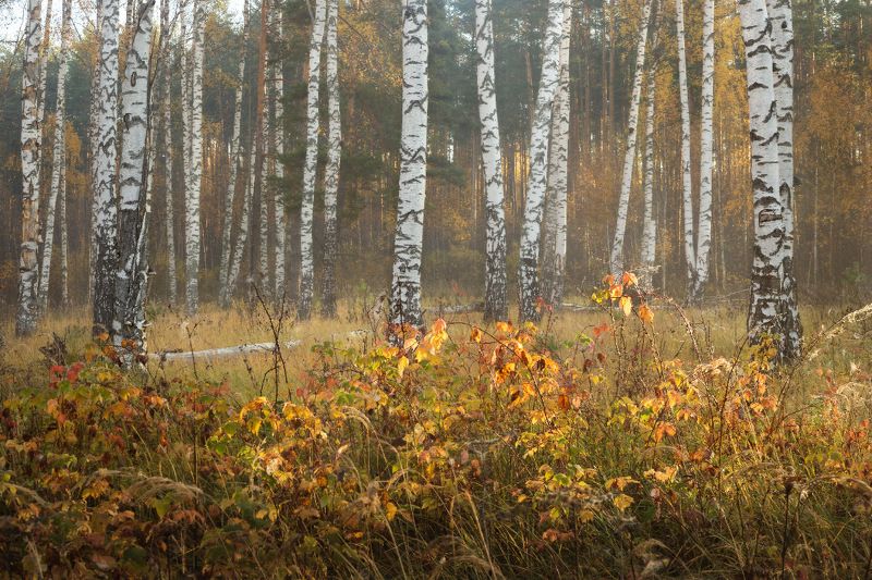 малина береза утро туман осень Малина с березой фото превью