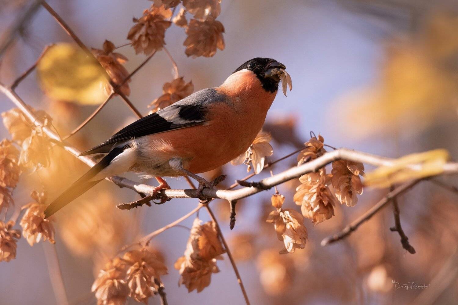 природа, лес, животные, птицы, Дмитрий Посевич