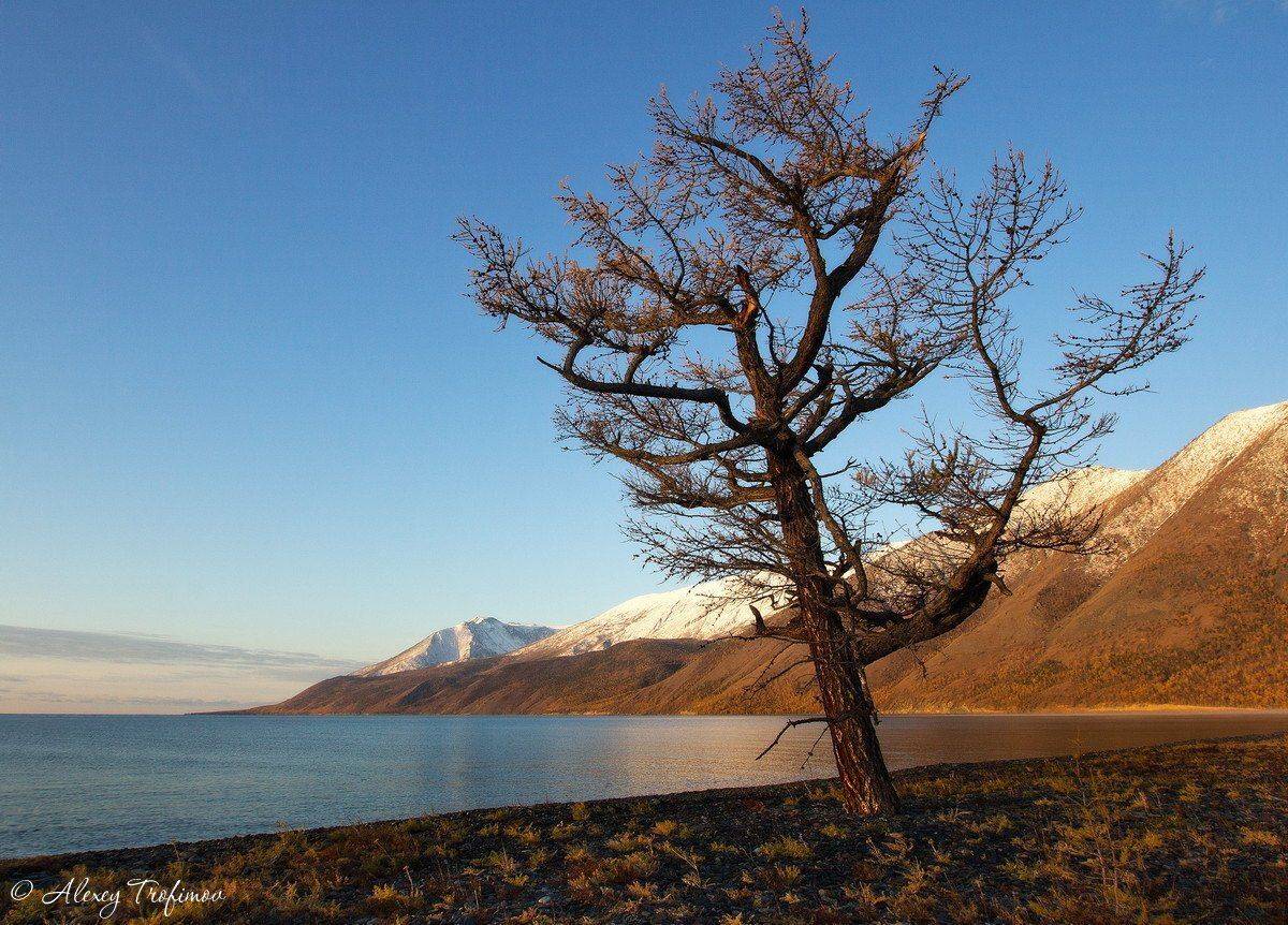 Байкал, Алексей Трофимов