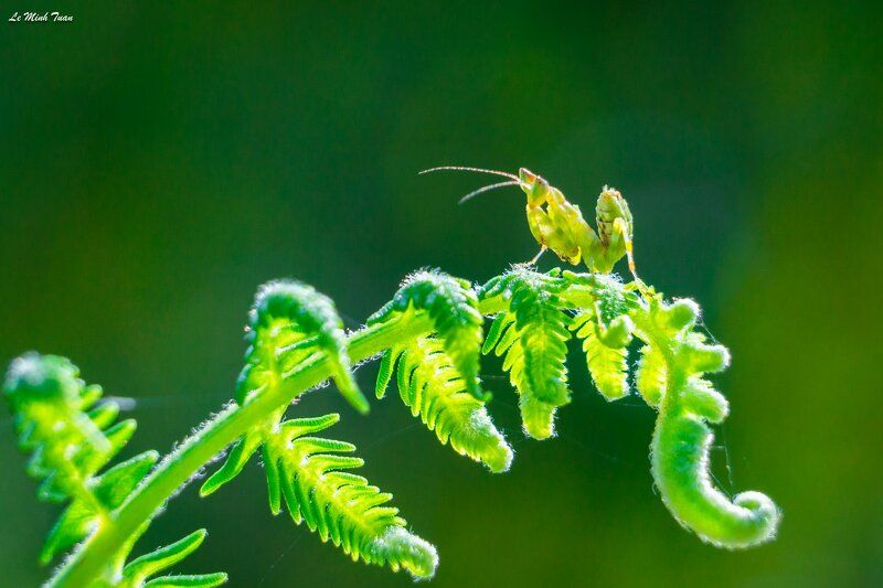 Little mantis