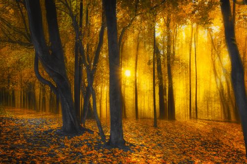 Золото осени