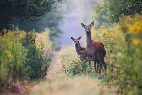 Walk with mother