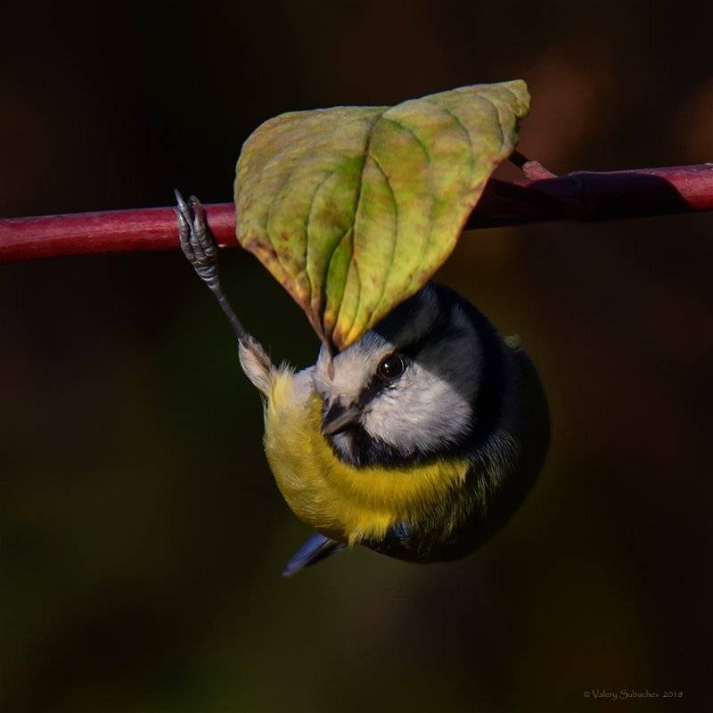 , Валерий Субачев