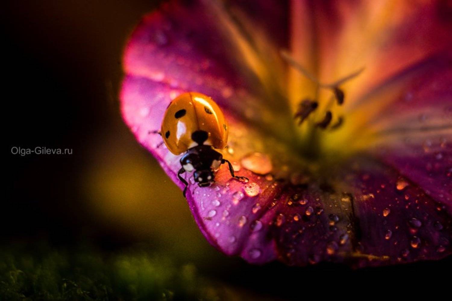 , Гилева Ольга