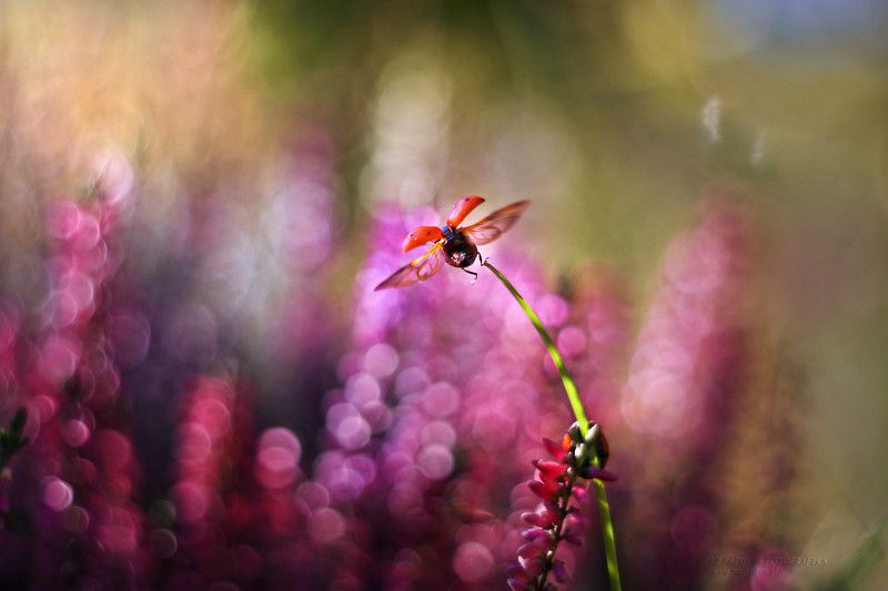 From the trampoline фото превью