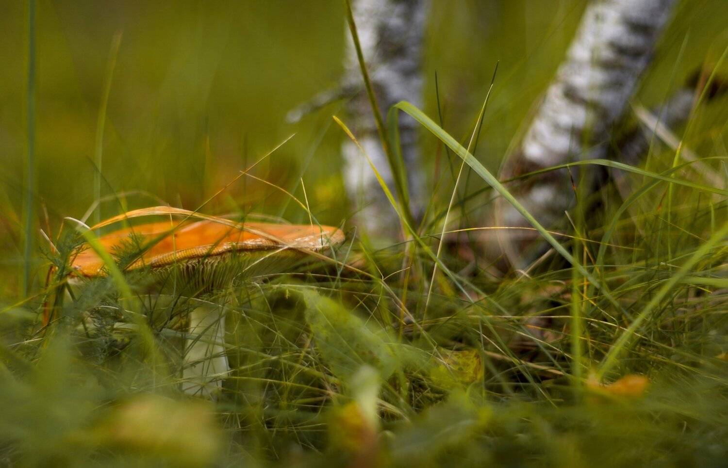 природа,осень,беларусь,лес, Sixten ( Сергей )