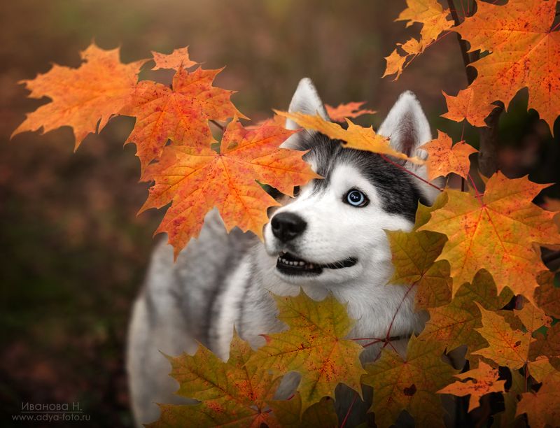 *** фото превью