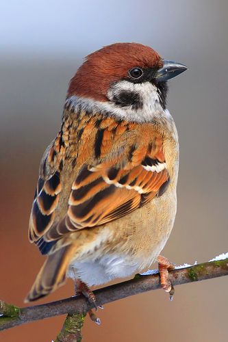 Tree Sparrow