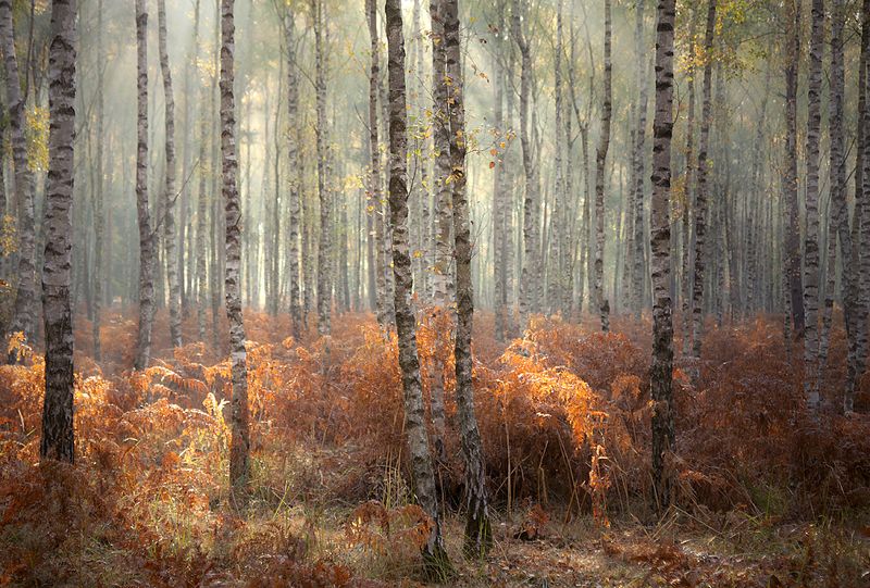 ... фото превью