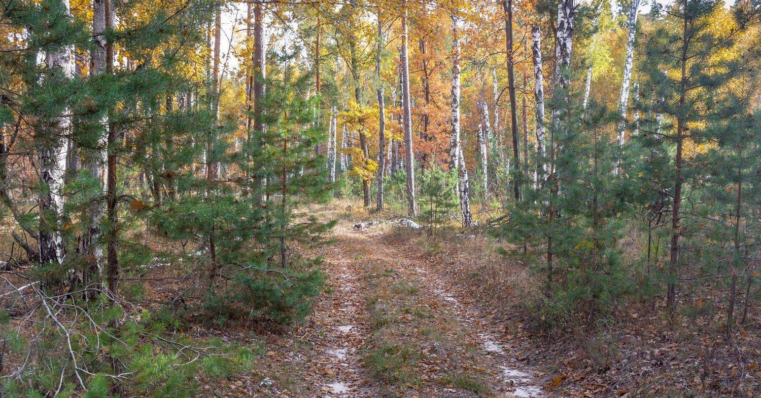 осень, дорога, лес, заповедник, Руслан Востриков