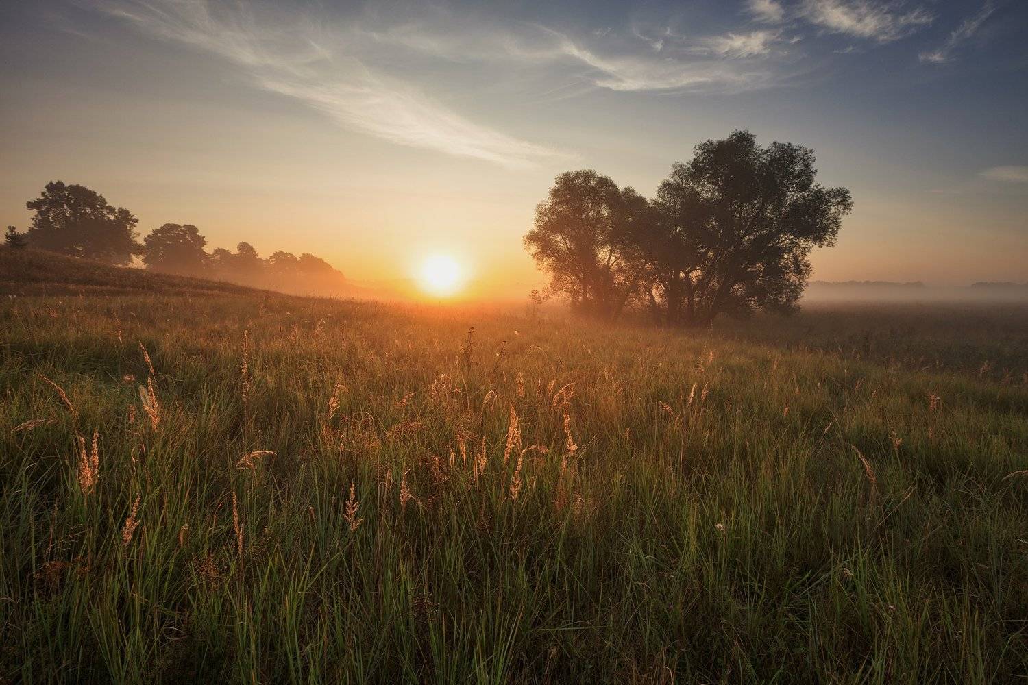 2018, россия, калужская область, август, лето, поле, деревья, трава, утро, пейзаж, облака, солнце, туман, Денис Лукьяненко