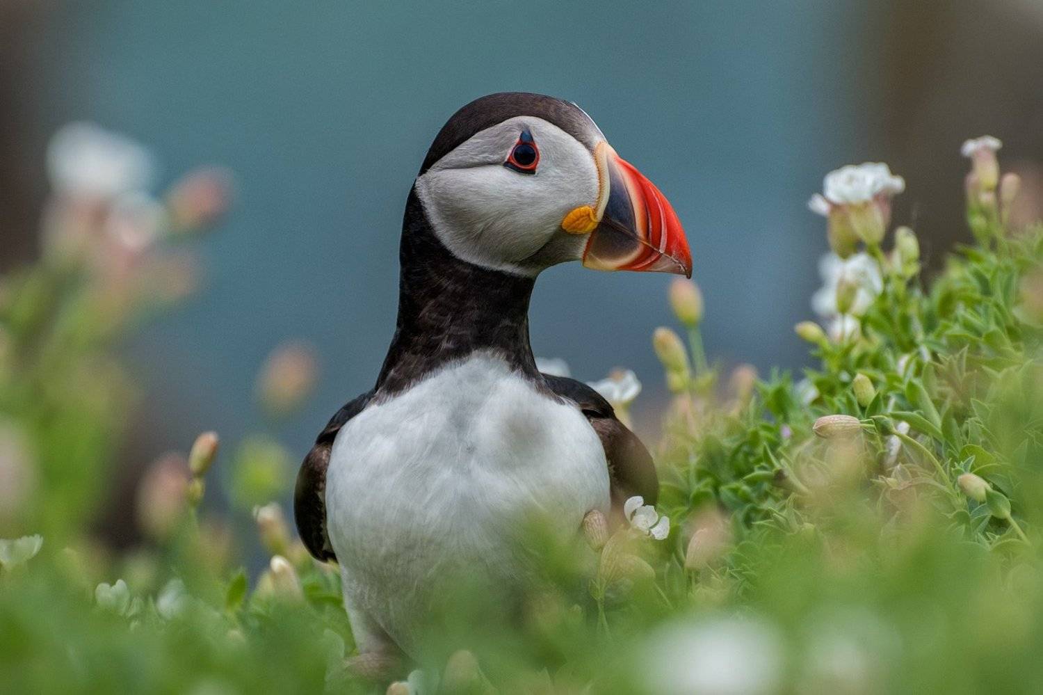 Puffin, Ireland, Saltee, Islands, Ocean, Atlantic, Grzegorz Kaczmarek