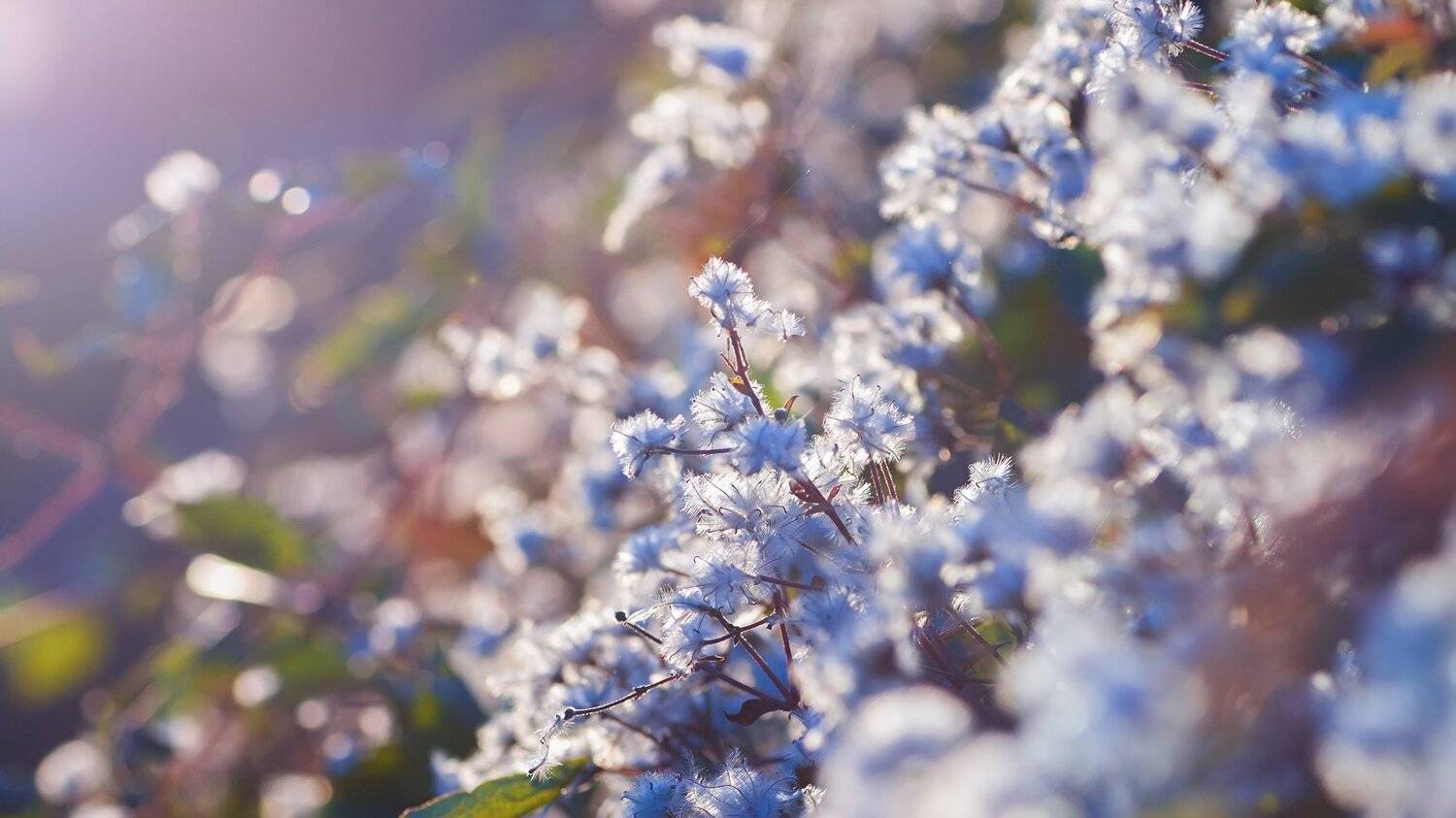 цветы,солнце,лучи,листья,трава,желтый,голубой, Юрий Котов