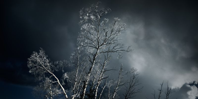 forest, birch, winter, serbia, nature, outdoor, storm , cold, snow, panorama, лес, береза, зима, сербия, природа, на улице, буря, холод, снег, панорама, White island фото превью