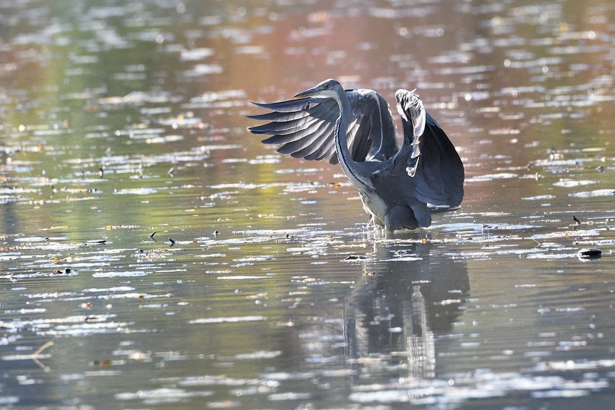 птицы birds, Jaroslav Mego