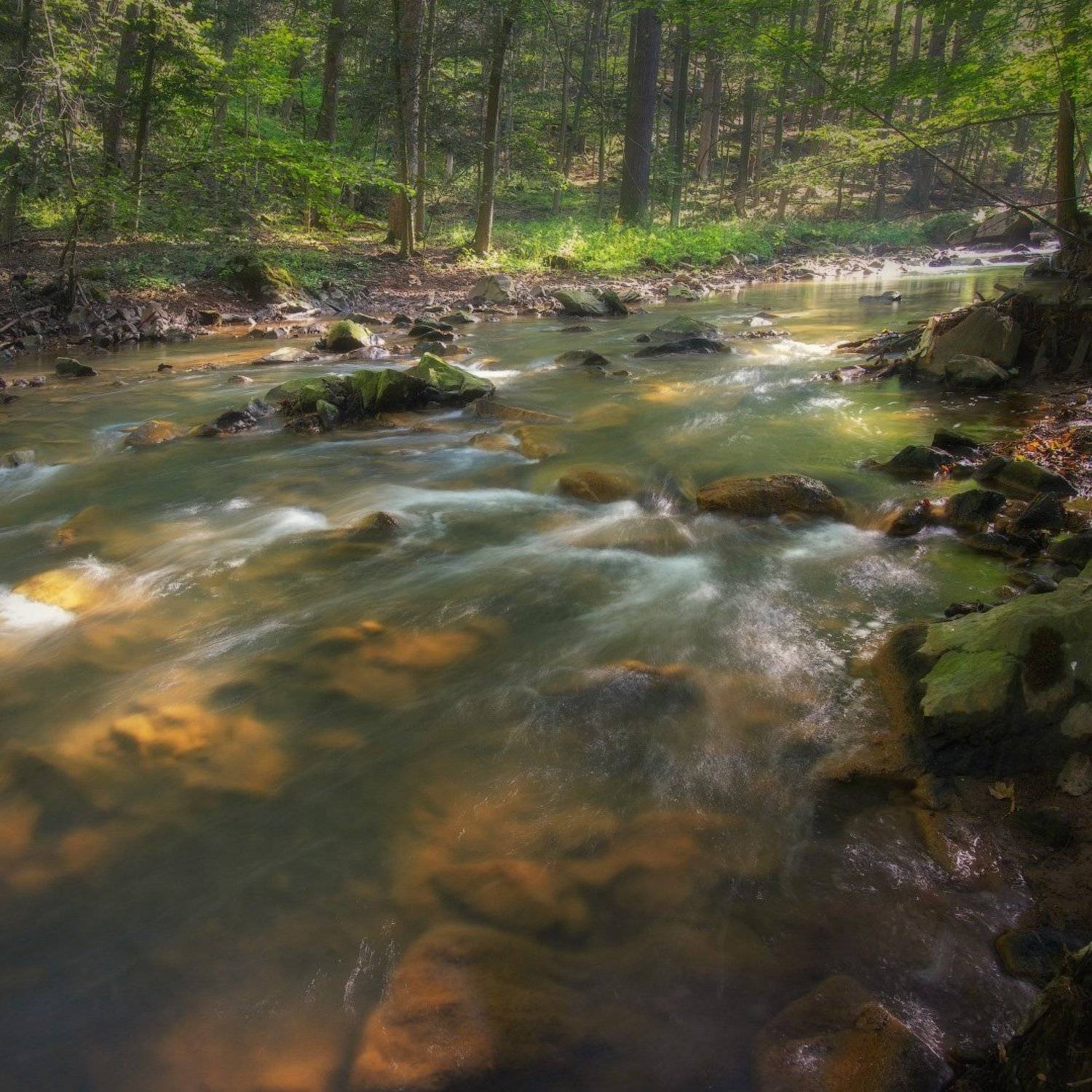 река, пейзаж, силезия, польша, river, landscape, silesia, poland, olympus, forest, лес, Виктор Тулбанов