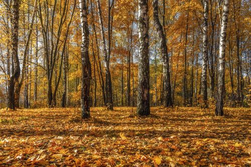 Оранжевая страна