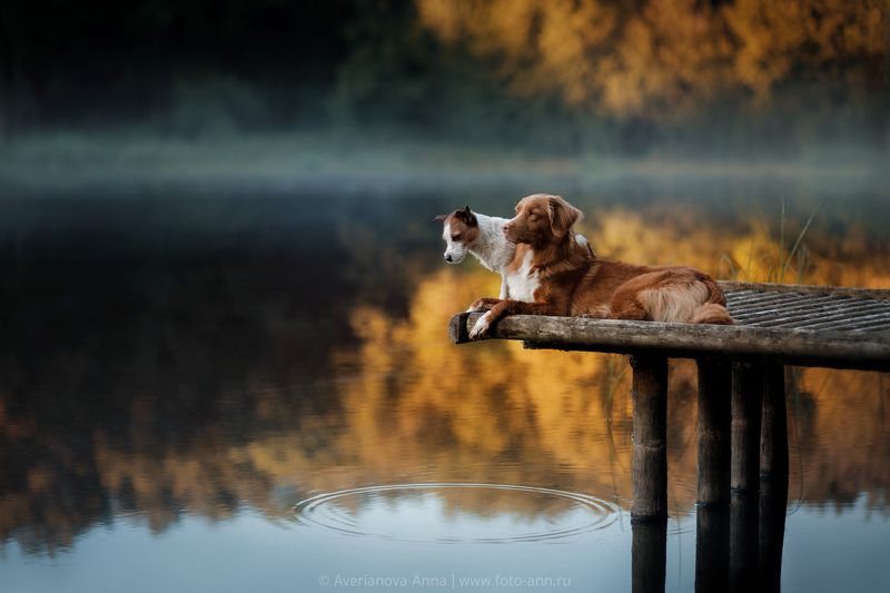 природа, утро, собака утро на озере фото превью