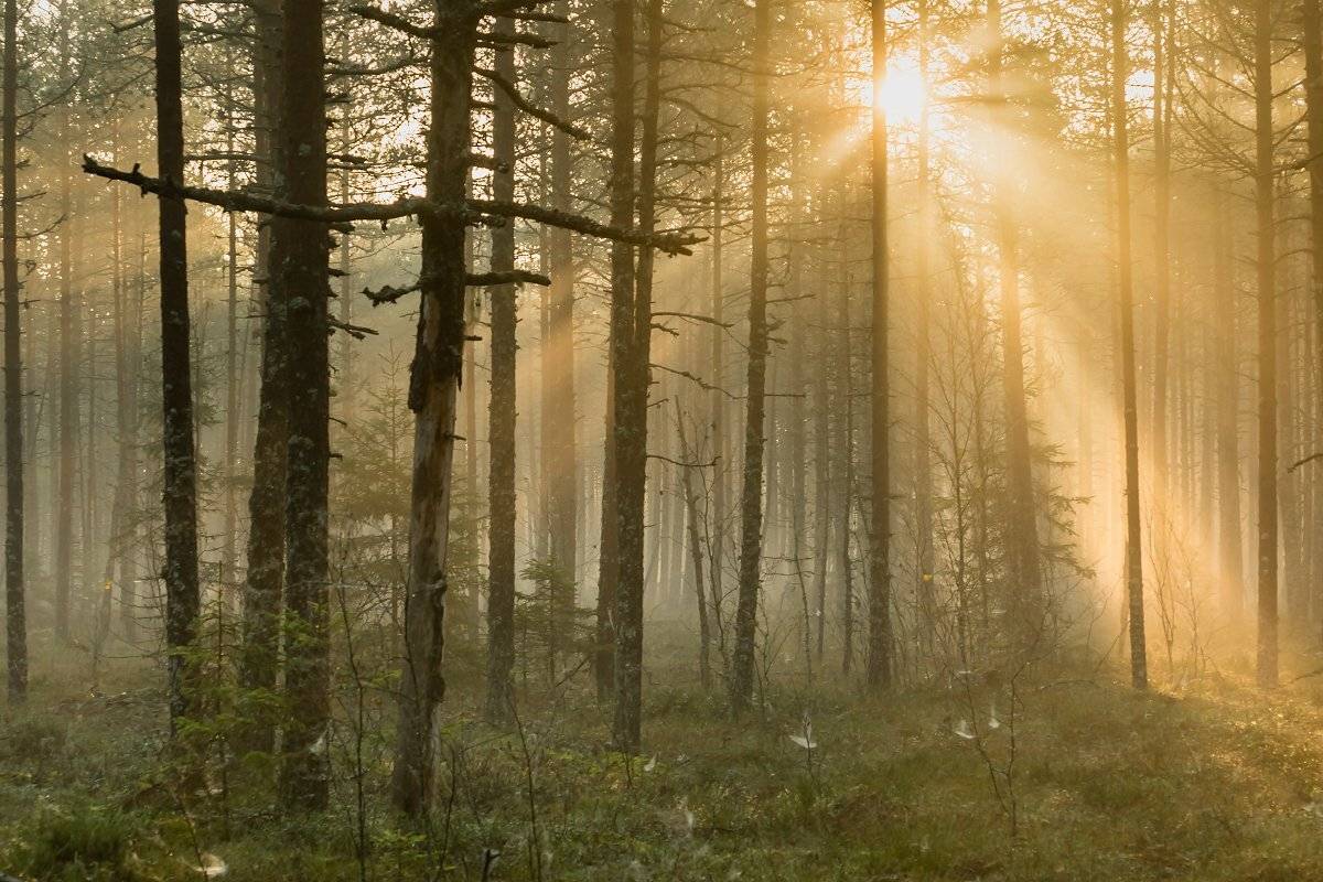 , Александр Абросимов