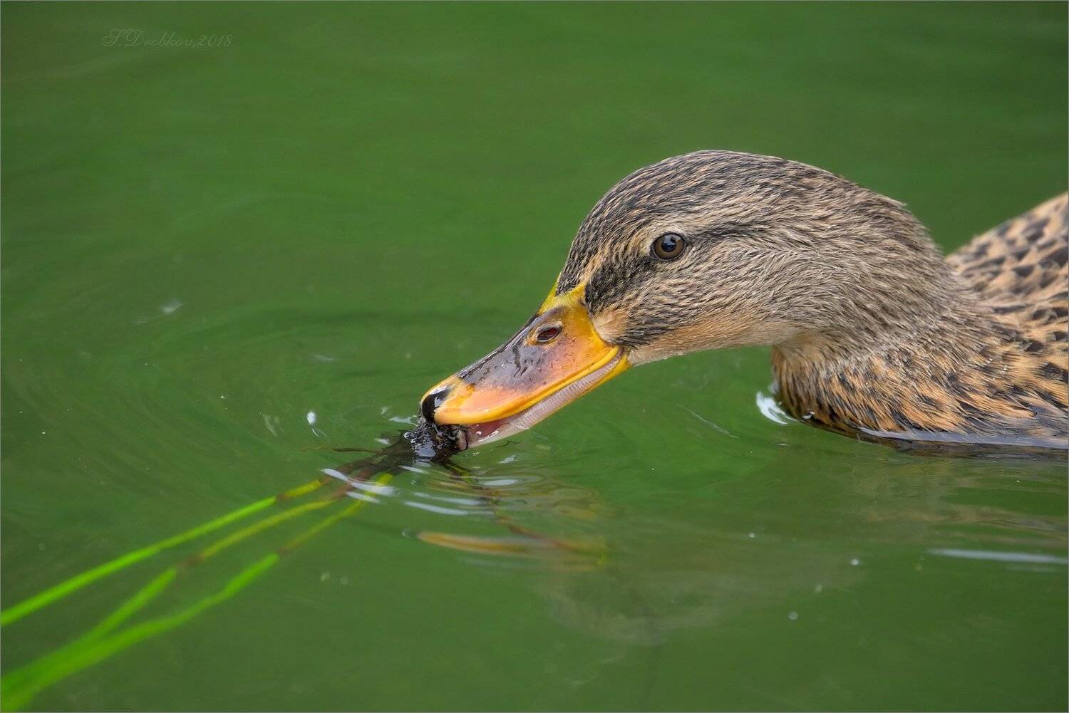 птицы, фауна, вода, зелёный, осень, Sergey Drobkov