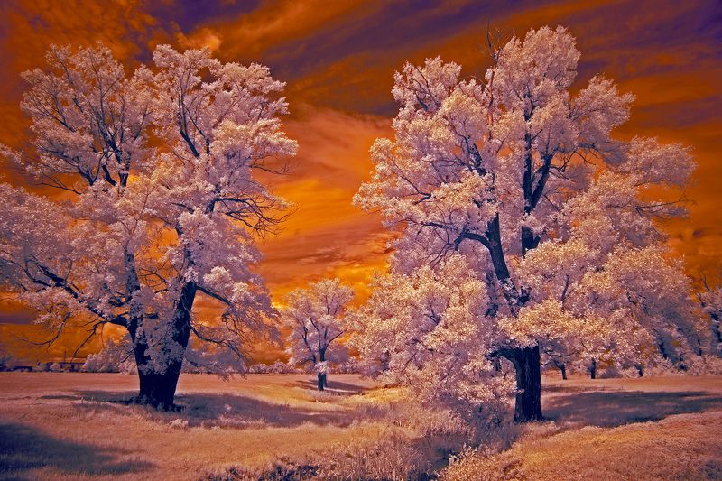 infrared, southural, orenburgregion, Олег_Грачёв, Oleg_Grachev, IRreal world 21 фото превью