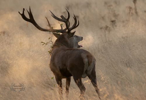 Red Deer Stag
