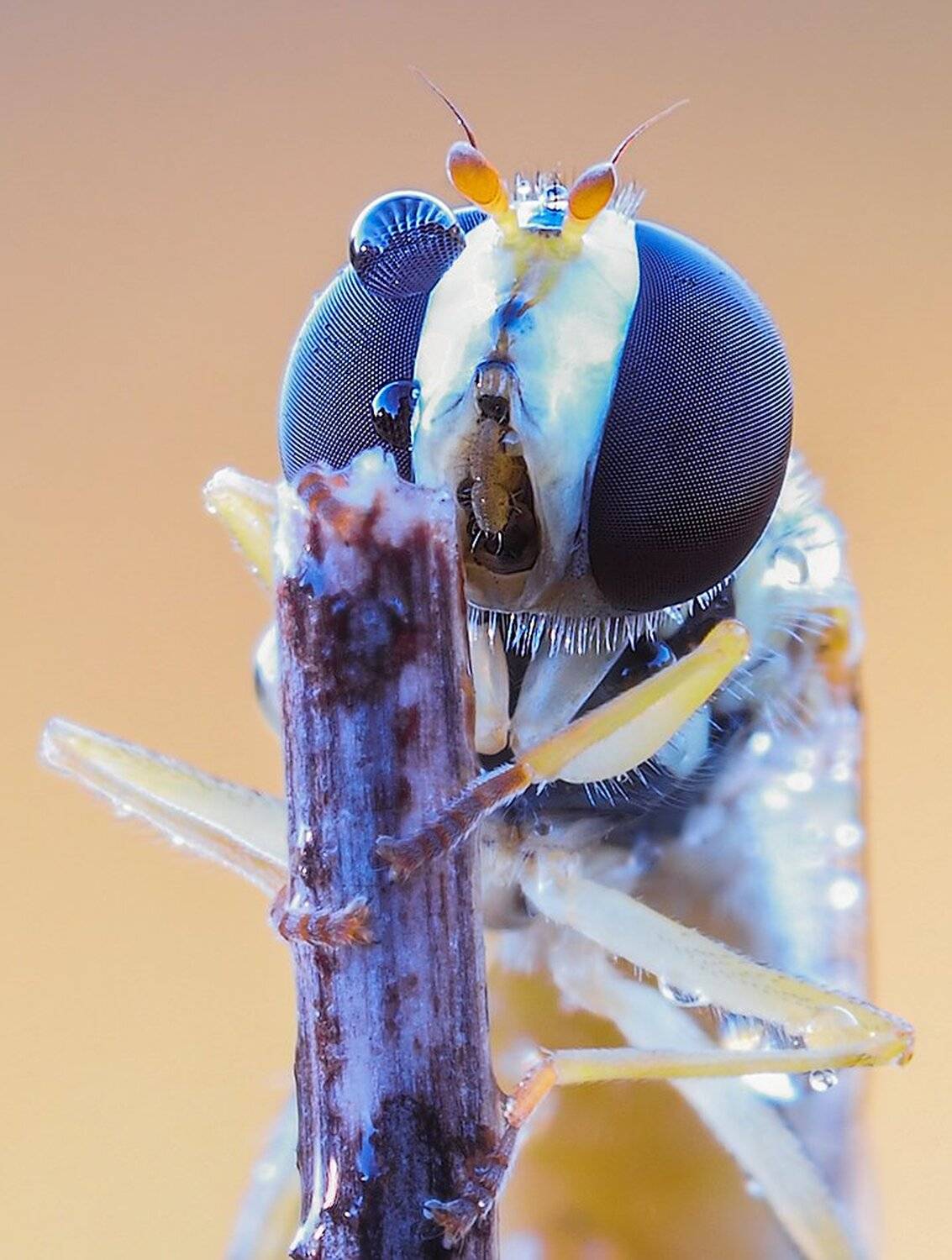 macro,макро, Евгений Лукашук