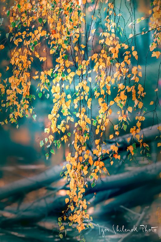 осень, листья, берёза  фото превью