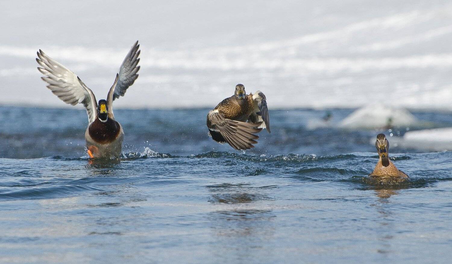 утки, кряквы, Михаил Агеев