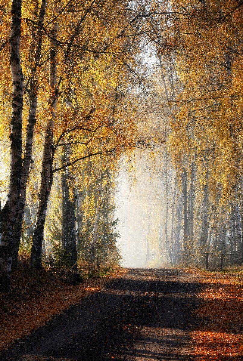 сергей алексеев, фото, Сергей Алексеев