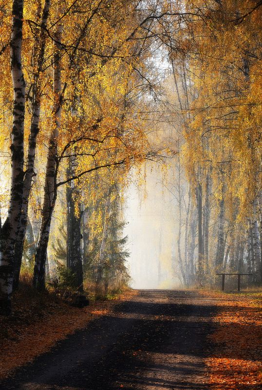 сергей алексеев, фото Утро фото превью